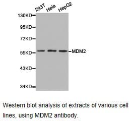 MDM2 Antibody