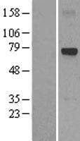 GPC6 / Glypican 6 Protein (Over-Expression Lysate Myc-DDK (Flag))