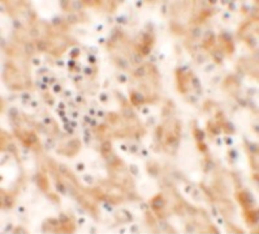 NKX2-6 Antibody