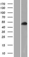 MXRA8 Protein (Over-Expression Lysate Myc-DDK (Flag))