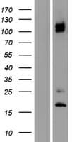 ITGA8 / Integrin Alpha 8 Protein (Over-Expression Lysate Myc-DDK (Flag))