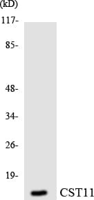CST11 Antibody (aa65-114)