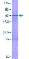 Human XBP1 Protein (Recombinant GST)