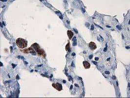 UBXN2B Antibody (clone OTI2E9, Carrier-free)
