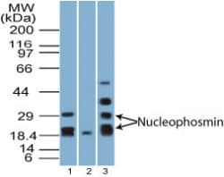 NPM1 / NPM / Nucleophosmin Antibody (aa21-38)