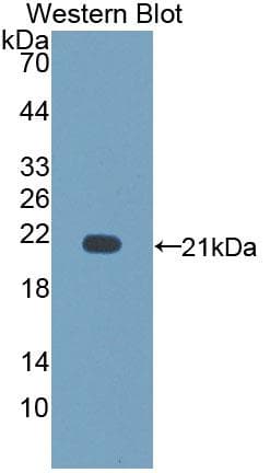 CD164 Antibody (aa24-160)