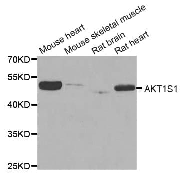 AKT1S1 / PRAS40 Antibody