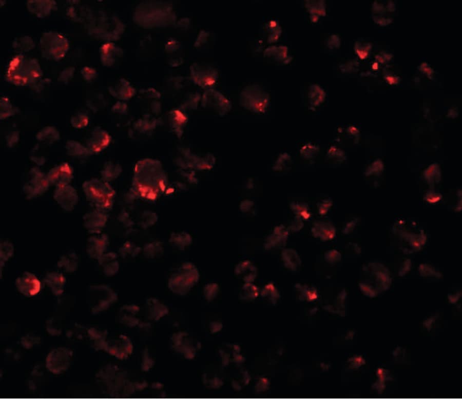 IHC-plus™ LYRM2 Antibody