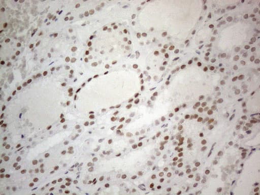 Monoclonal Mouse anti-Human CWC27 Antibody (clone OTI4C8, Carrier-free, aa145-472, IHC, WB)