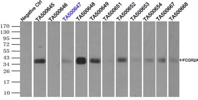 FCGR2 / CD32 Antibody (clone OTI19C10)