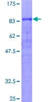 Human CREB5 Protein (Recombinant GST)