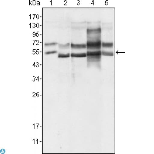 GABPA / NRF2 Antibody