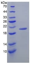 Mouse IL17C Protein (Recombinant His-T7)