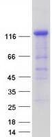 Human MAPK8IP2 / JIP2 Protein (Recombinant Myc-DDK (Flag))