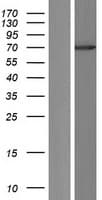 HDAC10 Protein (Over-Expression Lysate Myc-DDK (Flag))