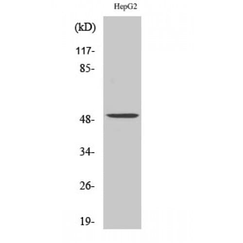 Polyclonal Rabbit PAH Antibody (C-terminal, IHC, WB)