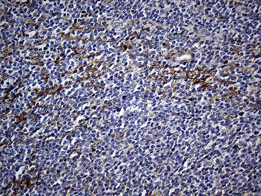 Monoclonal Mouse anti-Human FAM151B Antibody (clone OTI2B3, IHC, WB)