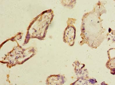 MYNN Antibody