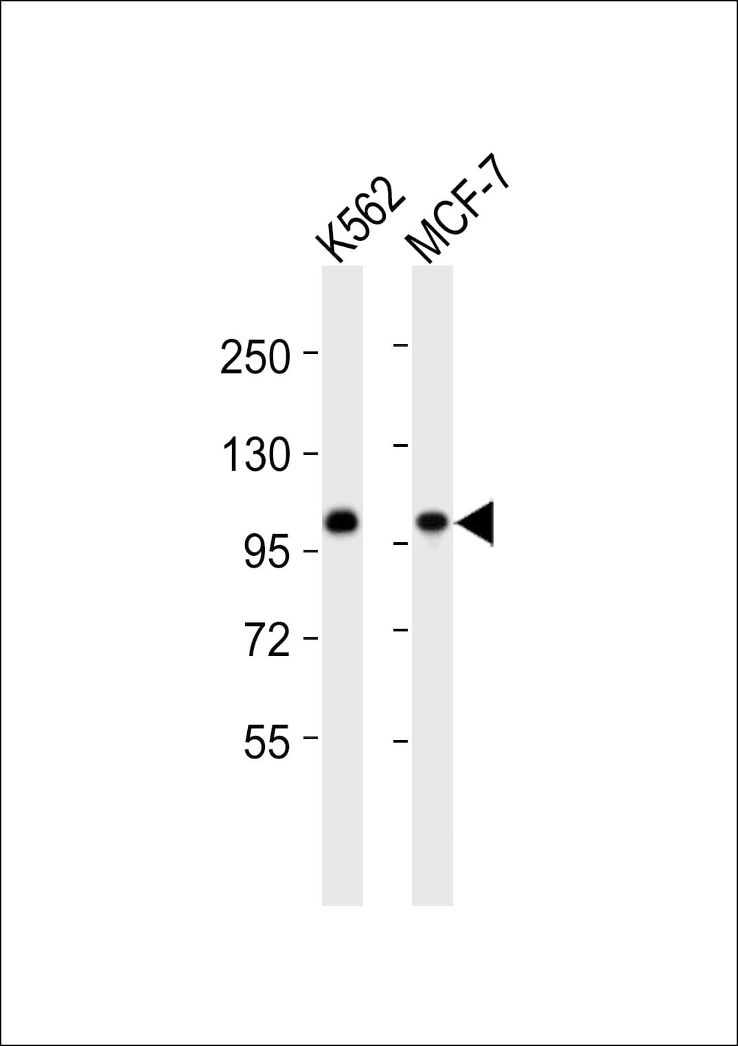 CSE1L Antibody