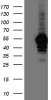 NAPE-PLD Antibody (clone OTI7B9)