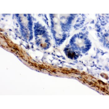 MAOB / Monoamine Oxidase B Antibody (aa448-484)