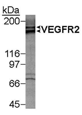 KDR / VEGFR2 / FLK1 Antibody (aa1300-1367)