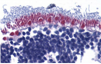 Polyclonal Rabbit anti-Human AIFM1 / AIF / PDCD8 Antibody (IHC, WB)