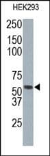 NONO / P54NRB Antibody