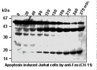 CASP8 / Caspase 8 Antibody (clone 5D3)