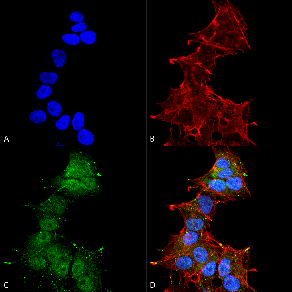 MAP1LC3A / LC3A Antibody