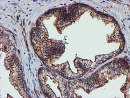 EPN2 Antibody (clone OTI1B4, Carrier-free)
