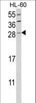 GZMB / Granzyme B Antibody (aa175-203)