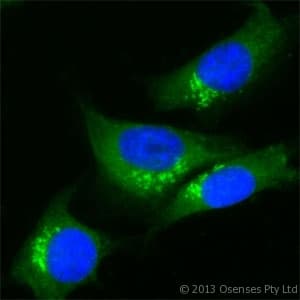 Polyclonal Rabbit anti-Mouse TGN46 / TGN38 Antibody (aa310-360, IF, WB)