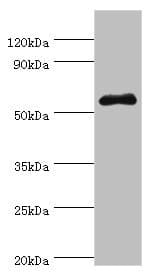 SEMG1 Antibody (aa24-310)