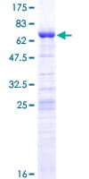 Human Luc7 / LUC7L Protein (Recombinant GST)