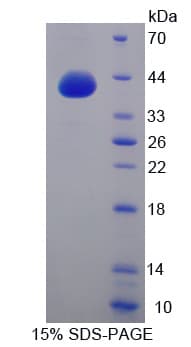 Mouse GNG8 Protein (Recombinant His-GST-S)