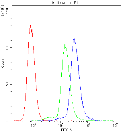 SCRIB / Scribble Antibody