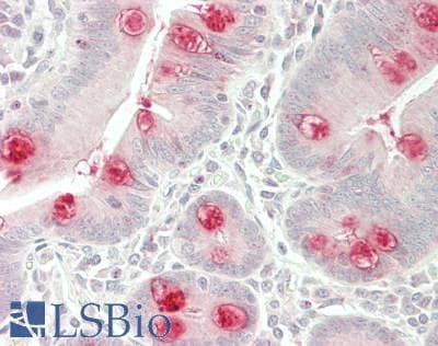 IHC-plus™ OPA1 Antibody (aa901-950)