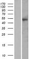 Human PTX4 / Pentraxin 4 Protein (Over-Expression Lysate Myc-DDK (Flag))