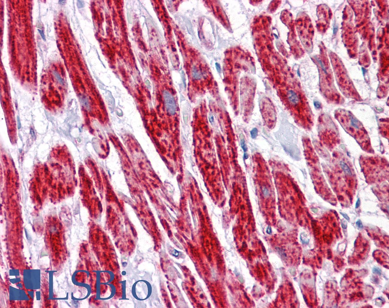 IHC-plus™ COXG / COX6B1 Antibody (clone 5D3)