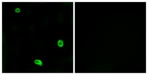 F2RL3 / PAR4 Antibody (aa29-78)