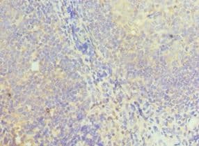 NCK1 / NCK Antibody (aa58-377)