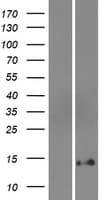 DEFB131 Protein (Over-Expression Lysate Myc-DDK (Flag))