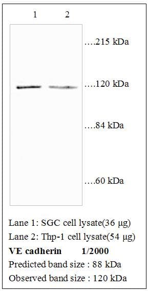 CD144 / CDH5 / VE Cadherin Antibody