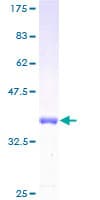Human INPP4B Protein (Recombinant GST)