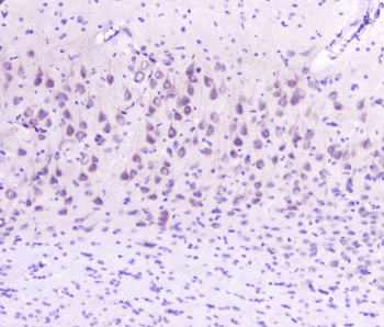 GOLPH3 Antibody