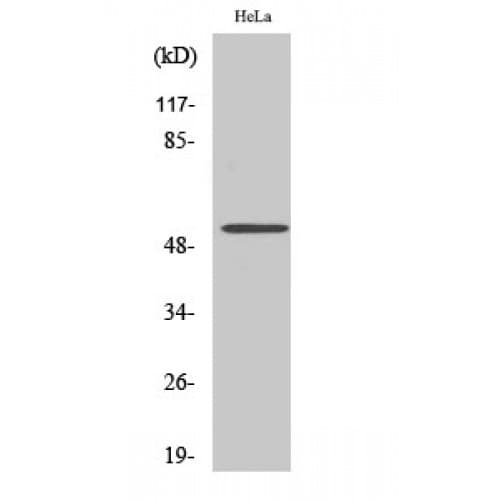 CELF1 / CUGBP1 Antibody (40-120 aa, Internal)