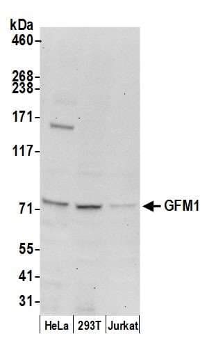 GFM1 Antibody (aa25-75)