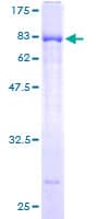 Human ELL3 Protein (Recombinant GST)