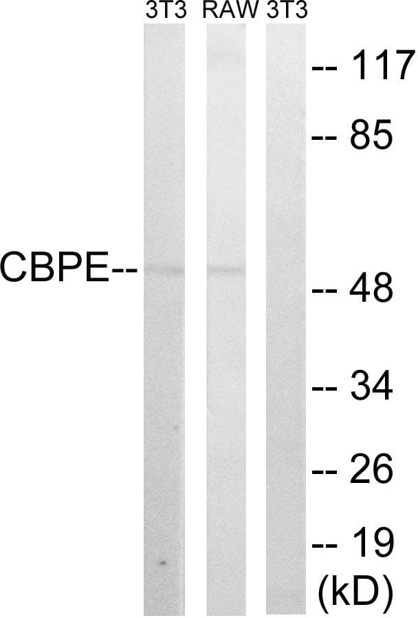 CPE / Carboxypeptidase E Antibody
